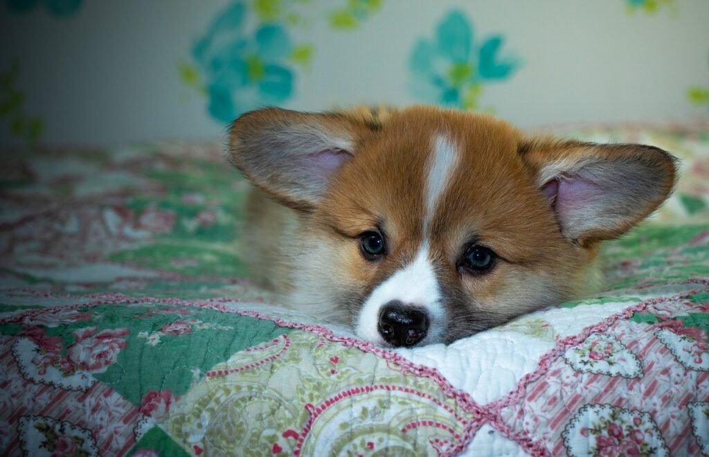 Reddybook Review: How This Innovative Platform is Changing Content Creation and Distribution